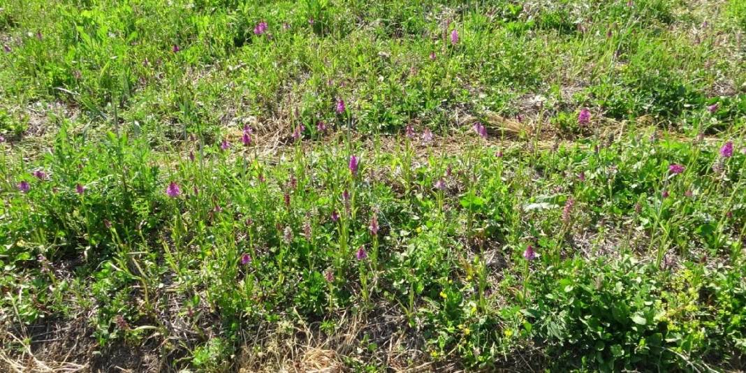 Tarlada zengin ediyor, doğada toplanmıyor! Dünyanın en pahalı bitkisinde hasat başladı: Kilosu 3 bin liraya satılıyor 1